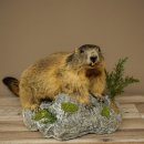 Marmotpreparaat hoogte 40 cm op decoratieve steen Trofee Marmot 89.12.73