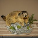 Marmotpreparaat hoogte 40 cm op decoratieve steen Trofee Marmot 89.12.73