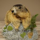 Marmotpreparaat hoogte 40 cm op decoratieve steen Trofee Marmot 89.12.73