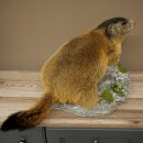 Marmotpreparaat hoogte 40 cm op decoratieve steen Trofee Marmot 89.12.73
