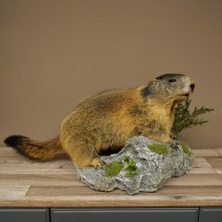 Marmotpreparaat hoogte 40 cm op decoratieve steen Trofee Marmot 89.12.73
