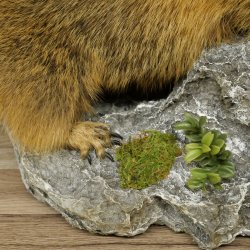 Marmotpreparaat hoogte 40 cm op decoratieve steen Trofee Marmot 89.12.73