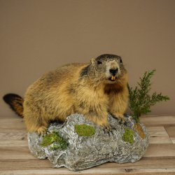 Marmotpreparaat hoogte 40 cm op decoratieve steen Trofee Marmot 89.12.73