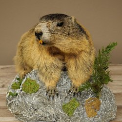 Marmotpreparaat hoogte 40 cm op decoratieve steen Trofee Marmot 89.12.73
