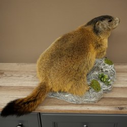 Marmotpreparaat hoogte 40 cm op decoratieve steen Trofee Marmot 89.12.73
