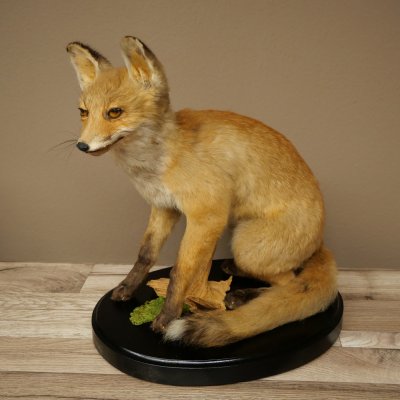Fox Red fox sitting on decorative plate Taxidermy specimen Animal trophy 89.8.187
