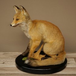 Fox Red fox sitting on decorative plate Taxidermy specimen Animal trophy 89.8.187
