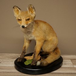 Fox Red fox sitting on decorative plate Taxidermy specimen Animal trophy 89.8.187