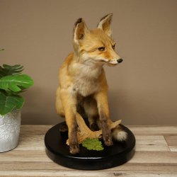 Fox Red fox sitting on decorative plate Taxidermy specimen Animal trophy 89.8.187