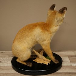 Fox Red fox sitting on decorative plate Taxidermy specimen Animal trophy 89.8.187