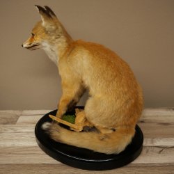 Fox Red fox sitting on decorative plate Taxidermy specimen Animal trophy 89.8.187