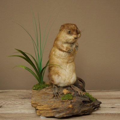 Ratto muschiato, esemplare imbalsamato in posizione eretta, decorazione, animale imbalsamato 89.20.16