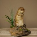 Rata almizclera, preparado decorativo de rata en...