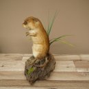 Ratto muschiato, esemplare imbalsamato in posizione eretta, decorazione, animale imbalsamato 89.20.16