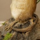 Ratto muschiato, esemplare imbalsamato in posizione eretta, decorazione, animale imbalsamato 89.20.16