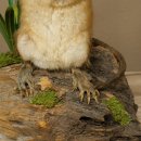 Ratto muschiato, esemplare imbalsamato in posizione eretta, decorazione, animale imbalsamato 89.20.16