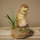 Ratto muschiato, esemplare imbalsamato in posizione eretta, decorazione, animale imbalsamato 89.20.16