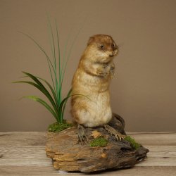 Ratto muschiato, esemplare imbalsamato in posizione eretta, decorazione, animale imbalsamato 89.20.16