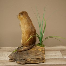 Ratto muschiato, esemplare imbalsamato in posizione eretta, decorazione, animale imbalsamato 89.20.16