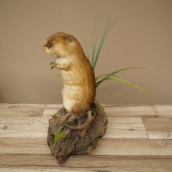 Ratto muschiato, esemplare imbalsamato in posizione eretta, decorazione, animale imbalsamato 89.20.16