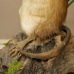 Ratto muschiato, esemplare imbalsamato in posizione eretta, decorazione, animale imbalsamato 89.20.16