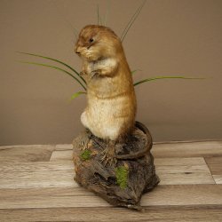 Ratto muschiato, esemplare imbalsamato in posizione eretta, decorazione, animale imbalsamato 89.20.16