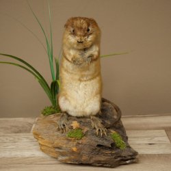 Ratto muschiato, esemplare imbalsamato in posizione eretta, decorazione, animale imbalsamato 89.20.16