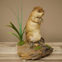 Ratto muschiato, esemplare imbalsamato in posizione eretta, decorazione, animale imbalsamato 89.20.16