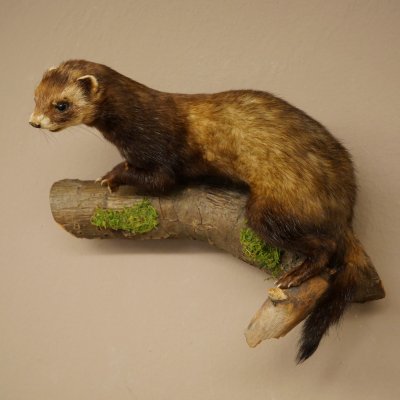 Dierpreparaat das Hoogte 22 cm op boomstam Dierpreparaat taxidermie 89.4.81