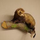 Iltis Animale imbalsamato Altezza 22 cm su tronco dalbero...