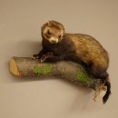 Dierpreparaat das Hoogte 22 cm op boomstam Dierpreparaat taxidermie 89.4.81