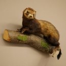 Dierpreparaat das Hoogte 22 cm op boomstam Dierpreparaat taxidermie 89.4.81