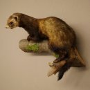 Dierpreparaat das Hoogte 22 cm op boomstam Dierpreparaat taxidermie 89.4.81