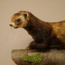 Dierpreparaat das Hoogte 22 cm op boomstam Dierpreparaat taxidermie 89.4.81