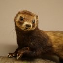 Dierpreparaat das Hoogte 22 cm op boomstam Dierpreparaat taxidermie 89.4.81