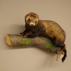 Dierpreparaat das Hoogte 22 cm op boomstam Dierpreparaat taxidermie 89.4.81