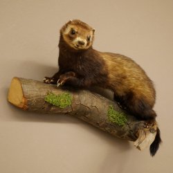 Dierpreparaat das Hoogte 22 cm op boomstam Dierpreparaat taxidermie 89.4.81