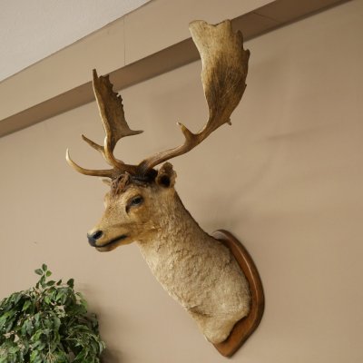 Damhert (Dama dama) Kop Schouder Preparatie Hoogte 114 cm Hertenhoofd Trofee #37