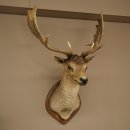 Damhert (Dama dama) Kop Schouder Preparatie Hoogte 114 cm Hertenhoofd Trofee #37