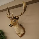 Damhert (Dama dama) Kop Schouder Preparatie Hoogte 114 cm Hertenhoofd Trofee #37