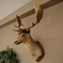 Damhert (Dama dama) Kop Schouder Preparatie Hoogte 114 cm Hertenhoofd Trofee #37
