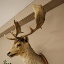 Damhert (Dama dama) Kop Schouder Preparatie Hoogte 114 cm Hertenhoofd Trofee #37