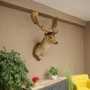 Damhert (Dama dama) Kop Schouder Preparatie Hoogte 114 cm Hertenhoofd Trofee #37