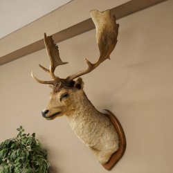 Damhert (Dama dama) Kop Schouder Preparatie Hoogte 114 cm Hertenhoofd Trofee #37