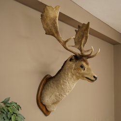 Damhert (Dama dama) Kop Schouder Preparatie Hoogte 114 cm Hertenhoofd Trofee #37