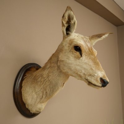 Ciervo rojo impar 12 puntas Cabeza Hombro Cabeza de ciervo rojo Preparado Altura 108 cm Cabeza de ciervo