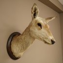 Red deer odd 12-pointer head shoulder red deer head...