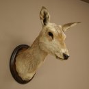 Red deer odd 12-pointer head shoulder red deer head...