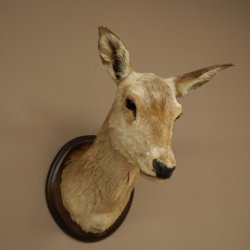 Ciervo rojo impar 12 puntas Cabeza Hombro Cabeza de ciervo rojo Preparado Altura 108 cm Cabeza de ciervo