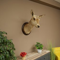 Ciervo rojo impar 12 puntas Cabeza Hombro Cabeza de ciervo rojo Preparado Altura 108 cm Cabeza de ciervo